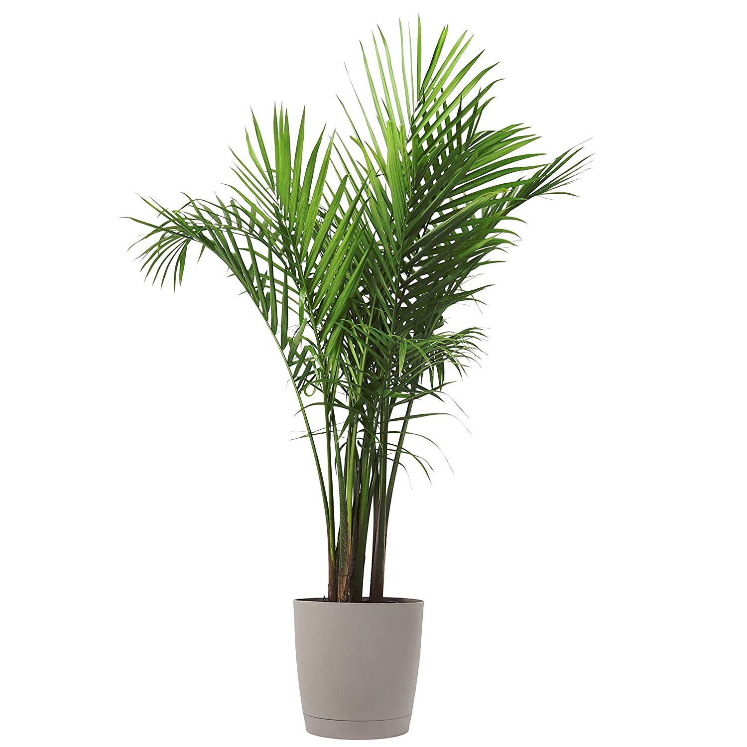 faux palm tree in gray pot