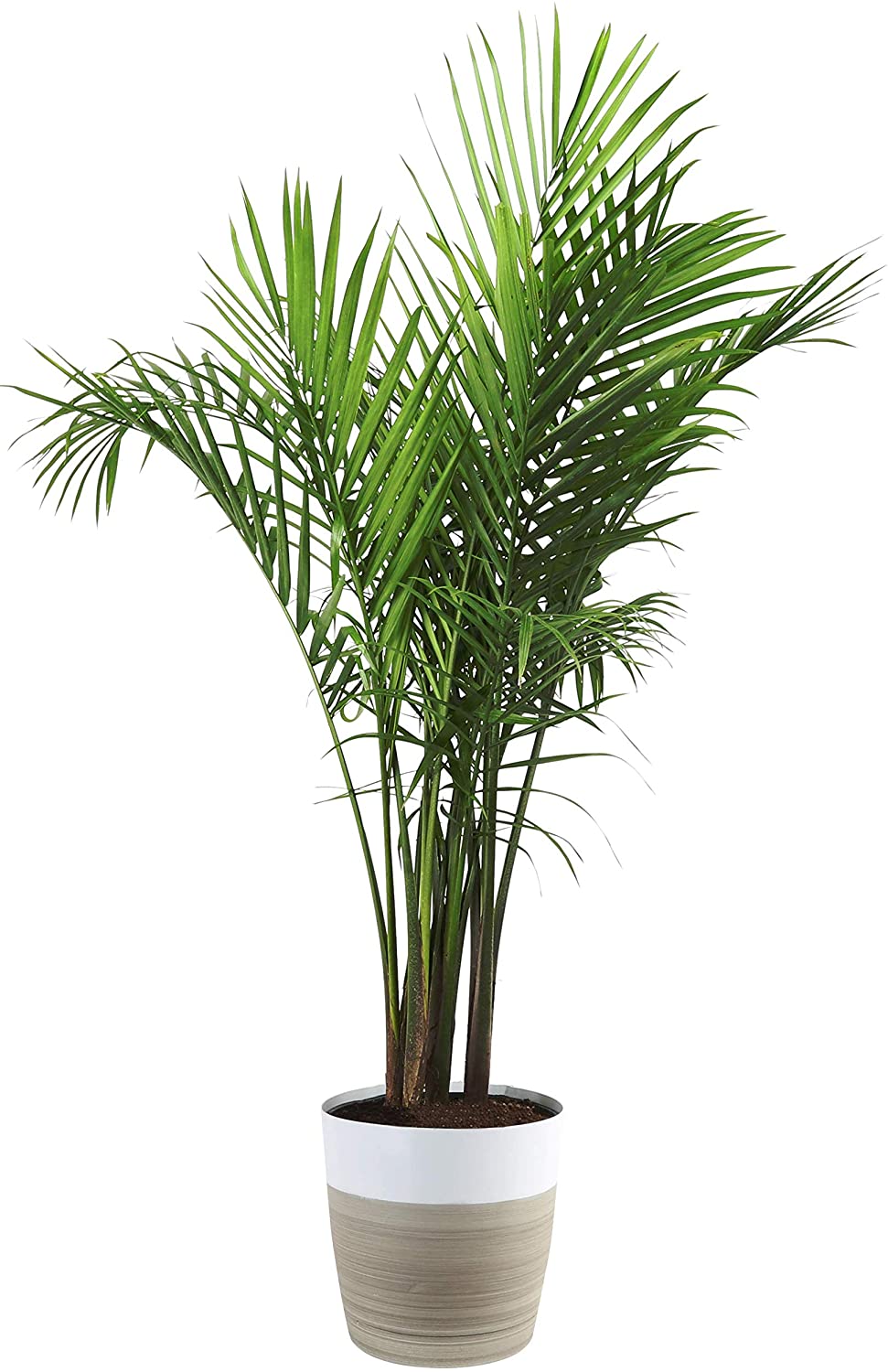 tall floor palm tree plant in a light brown and white pot