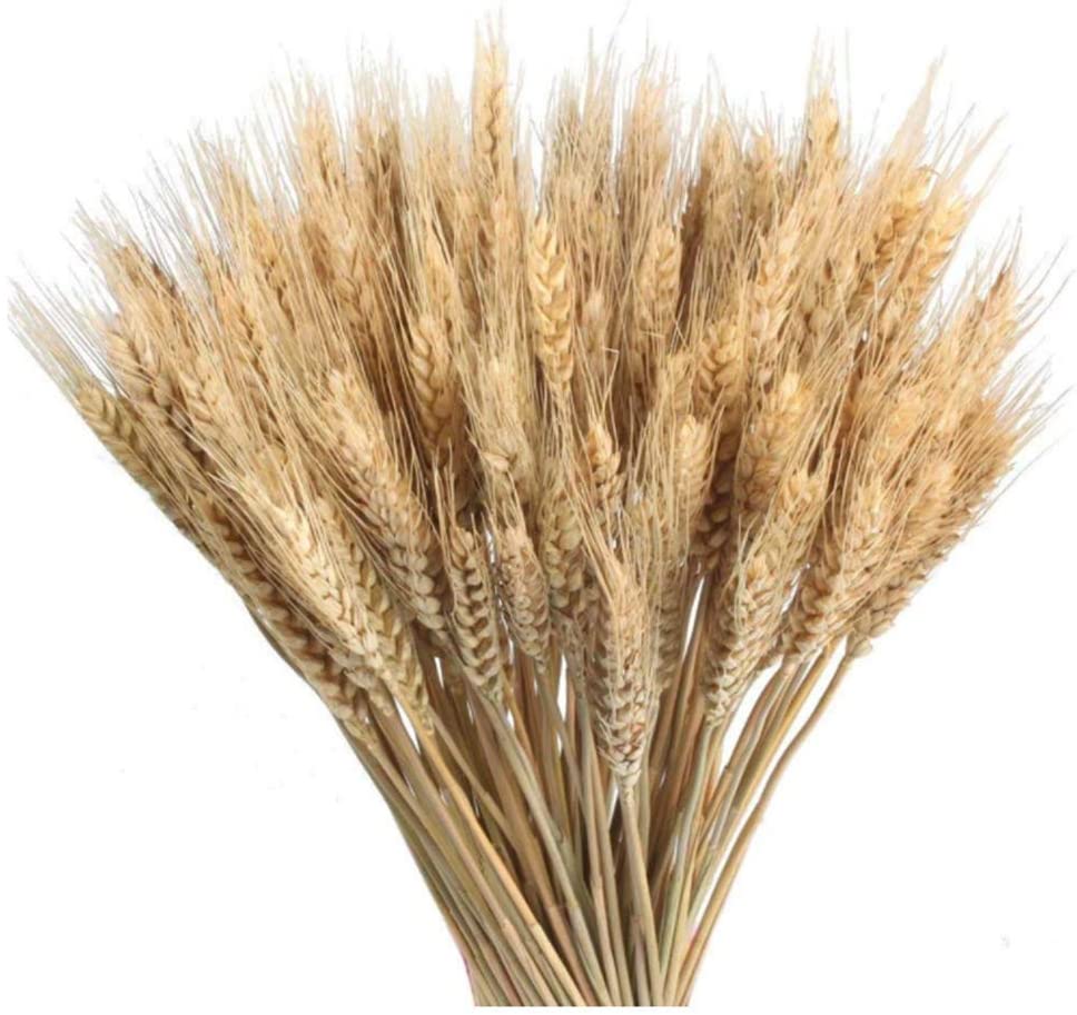 dried natural wheat